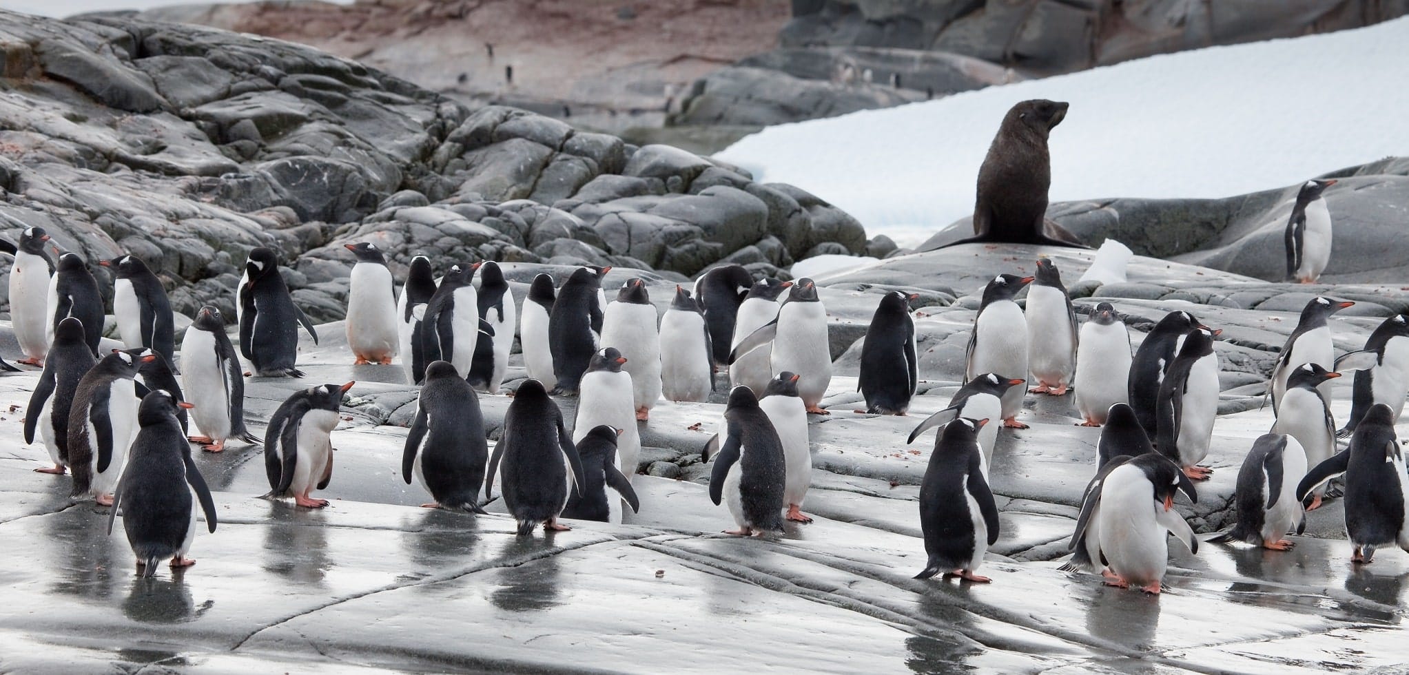 Gentoo pinguïns in kolonie op Antarctica.