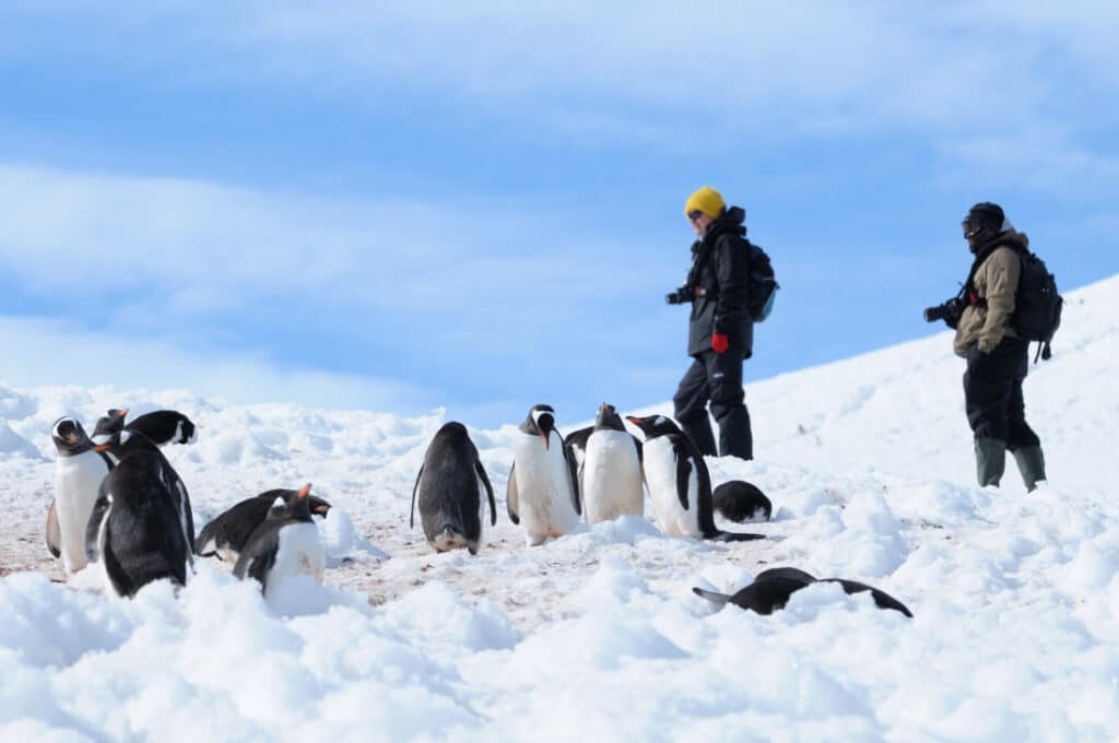 Tussen pinguins wandelen op Antarctica.