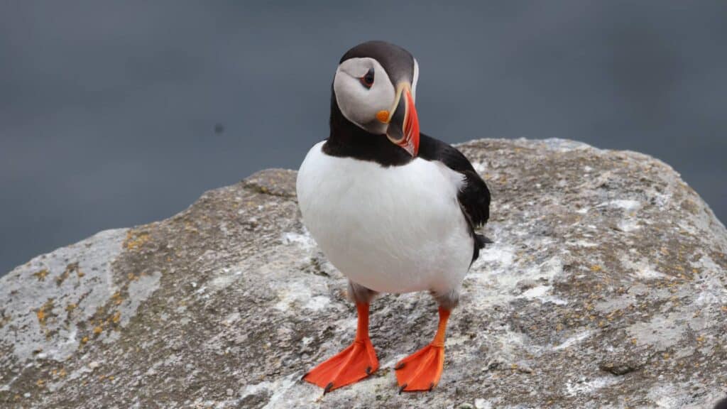 Papegaaiduiker op een rots.