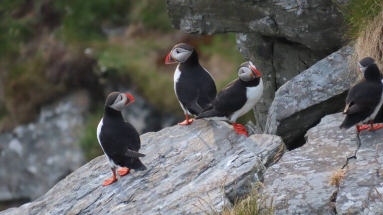Vier papegaaiduikers op een rots op vogeleiland Runde, Noorwegen