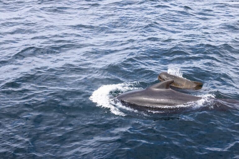 Twee kleine grienden in het water