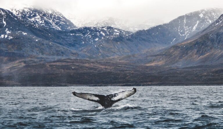 Walvisstaart uit water bij Tromsø