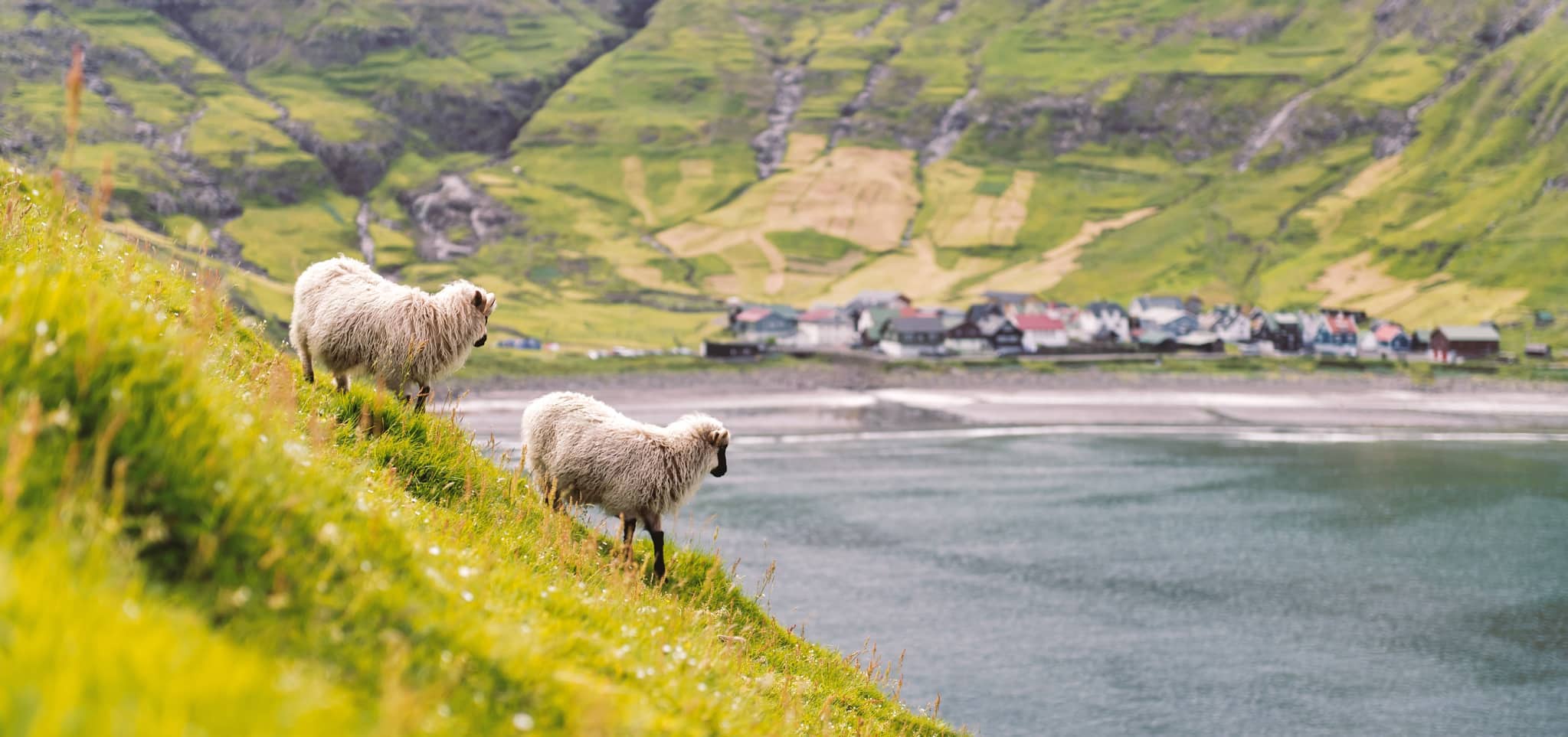 Schapen in de bergen van de Faeröer eilanden