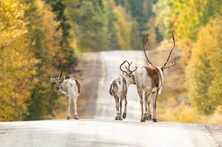 Rendieren op de weg in Finland