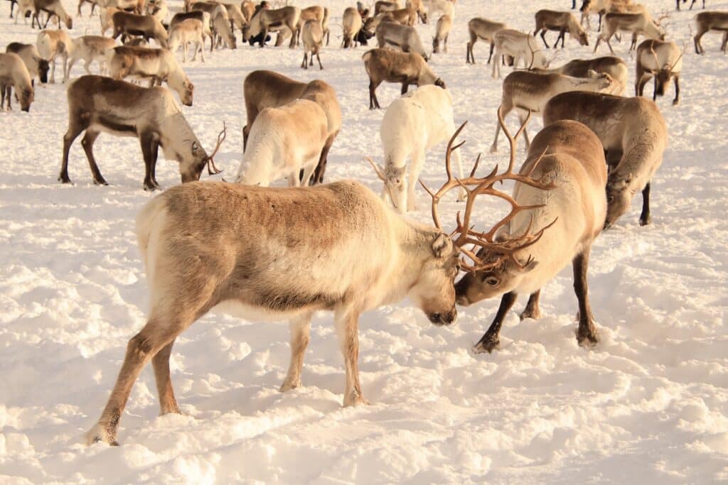 Twee rendieren met elkaar in de clinch.