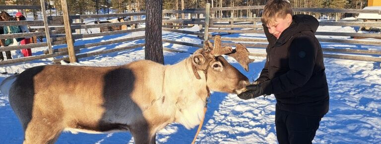 Jongen voert rendier in de sneeuw in Lapland
