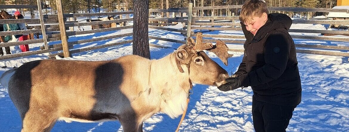 Jongen voert rendier in de sneeuw in Lapland