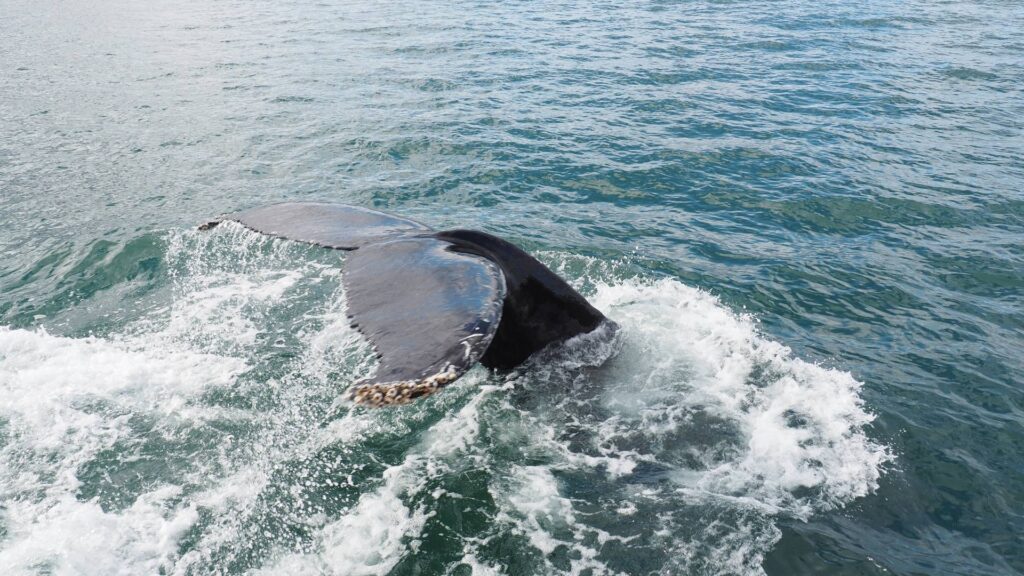 Staart bultrug boven het water