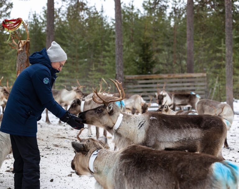 Nordic Lapland man voert rendier