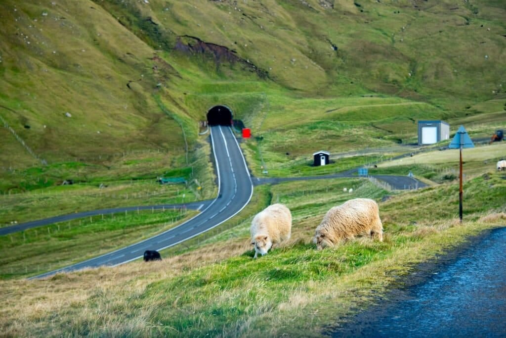 Schapen grazen langs de weg voor een tunnel op de Faeröer eilanden