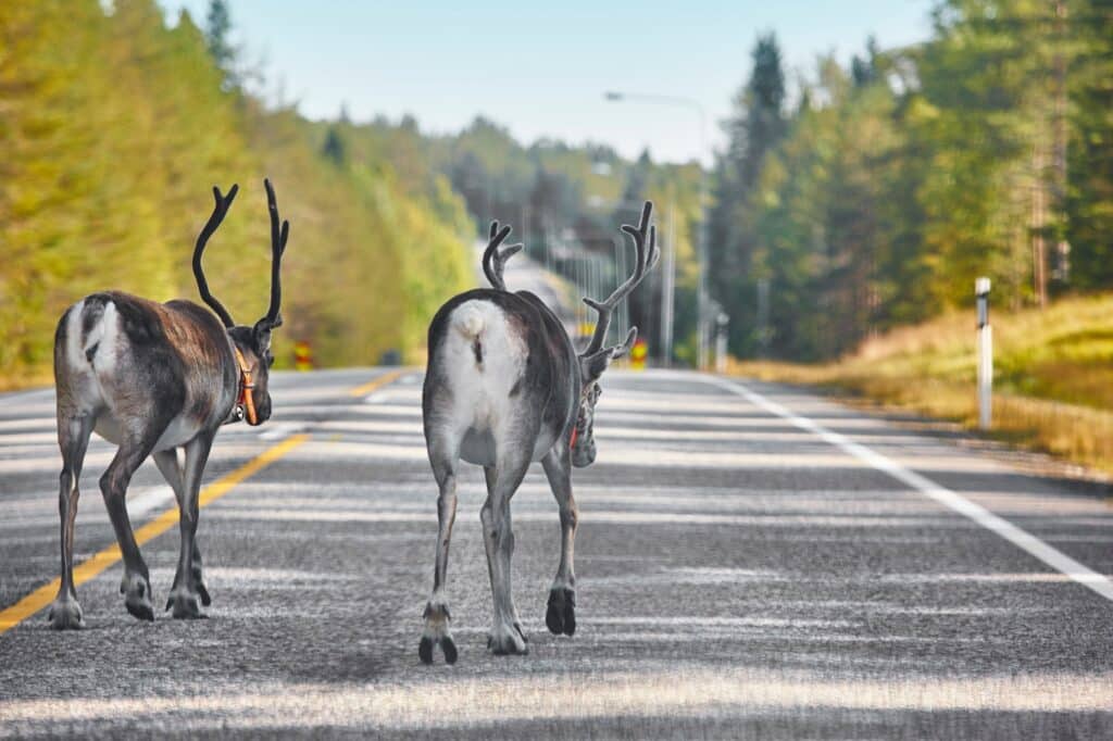 Rendieren op de weg in Lapland