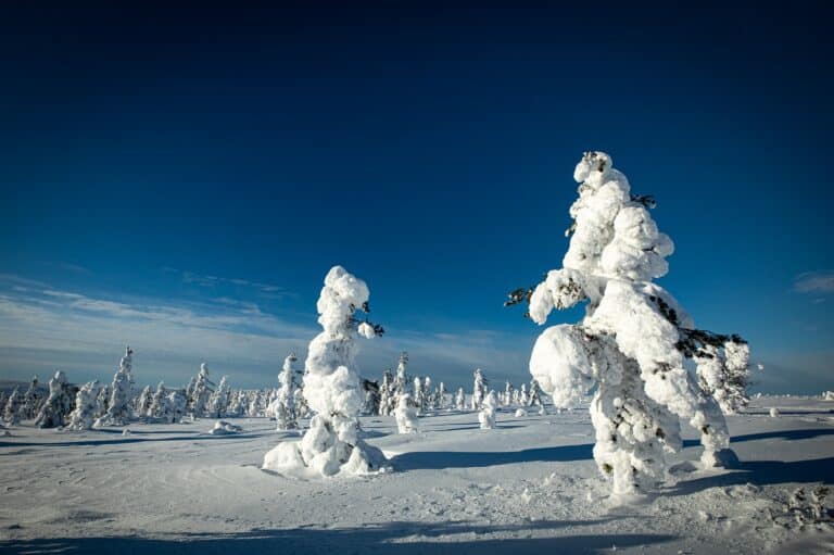 Wilderness Hotel Kieppi omgeving bomen met sneeuw