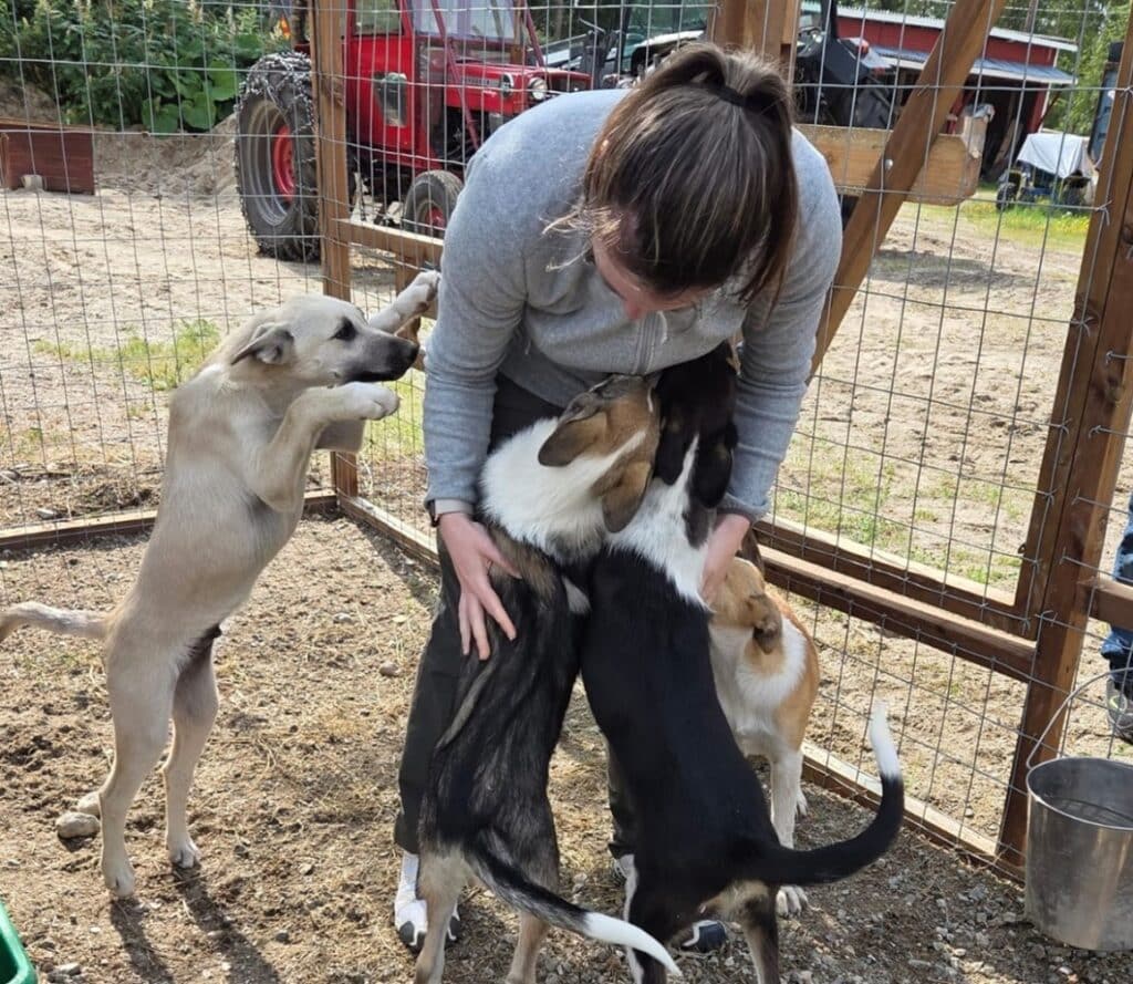 Knuffelen met vier husky puppy's op een huskyboerderij in Finland