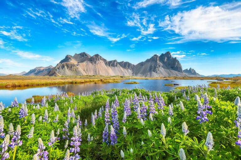 Lupines voor Stokksnes op IJsland