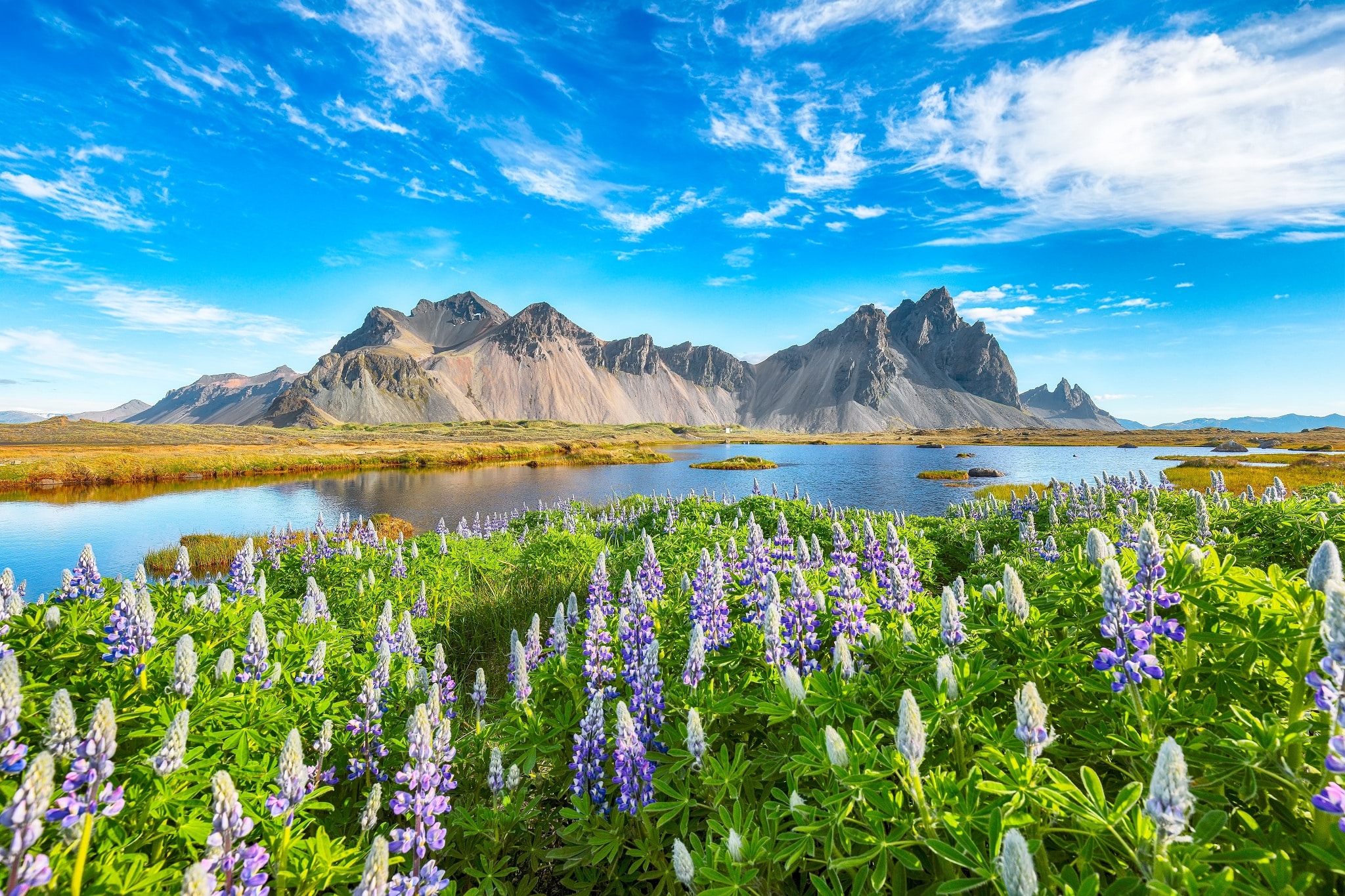 Lupines voor Stokksnes op IJsland