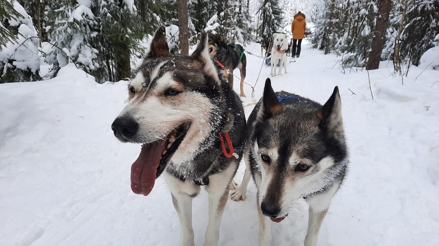 Alaskan husky's tijdens huskytocht in de sneeuw in Finland