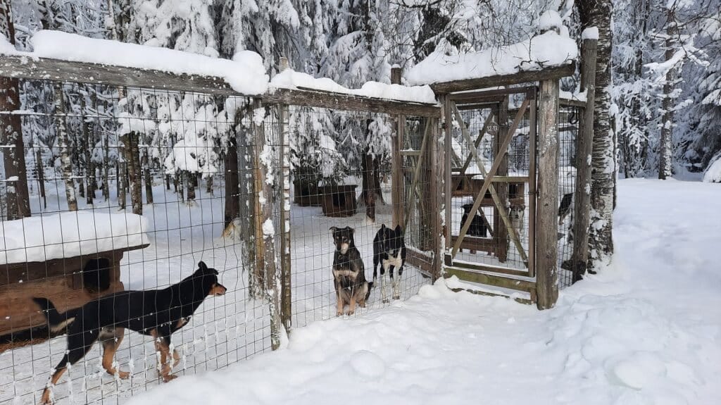 Hondenkennel Naturepoint Paljakka in de sneeuw