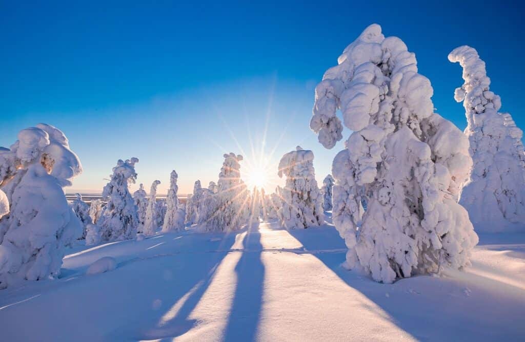 Besneeuwde bomen in Lapland tijdens zonsopkomst