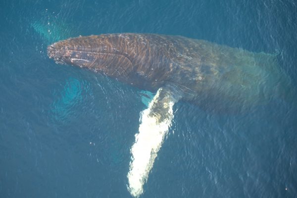 Bultrugwalvis van bovenaf Antarctica
