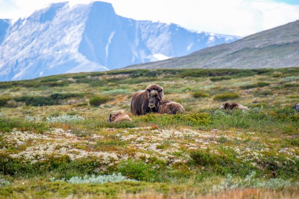 Muskusossen in Nationaal Park Dovrefjell