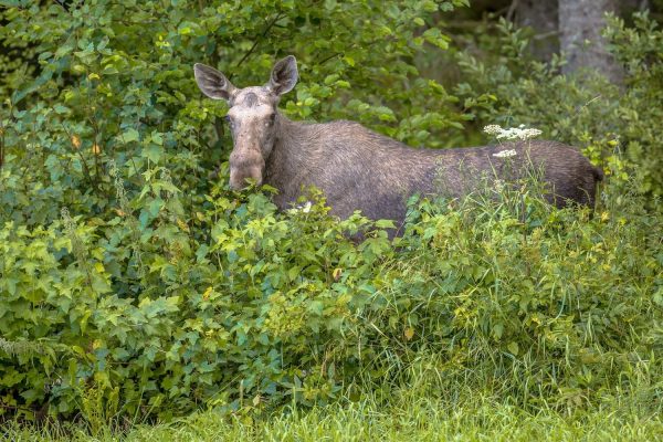 Eland in de bosjes in Zweden