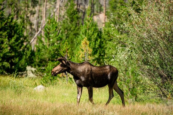 Eland wandelend door bos in Zweden