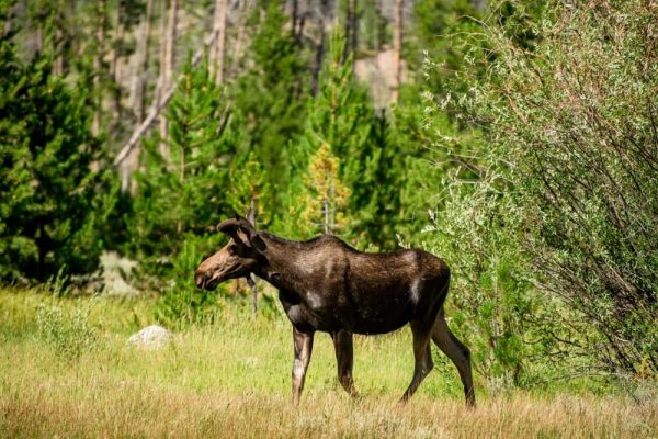 Eland wandelend door bos in Zweden