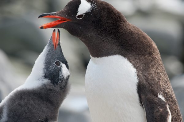 Ezelspinguïn met jong Antarctica