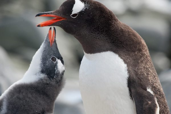 Ezelspinguïn met jong Antarctica
