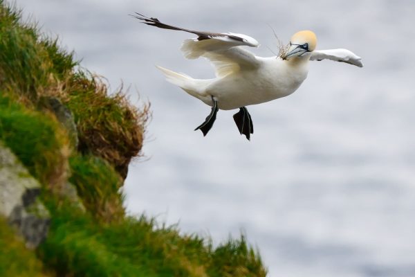 Jan-van-gent in vlucht Faeröer eilanden