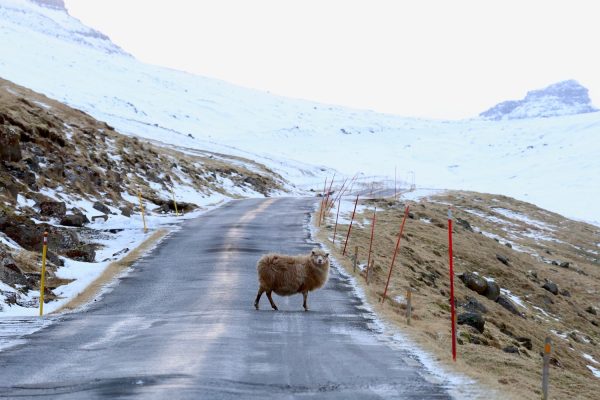 Sheep,On,The,Faroe,Islands.