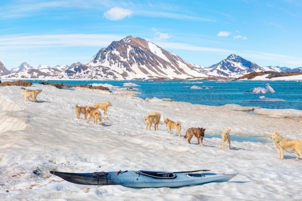 Groenlandse honden aangelijnd voor vertrek Groenland