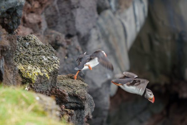 Papegaaiduiker in vlucht Heimaey IJsland