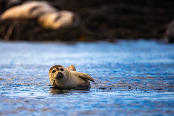 Jonge zeehond kijkt nieuwsgierig, IJsland
