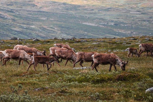 Rendieren in nationaal park Jotunheimen