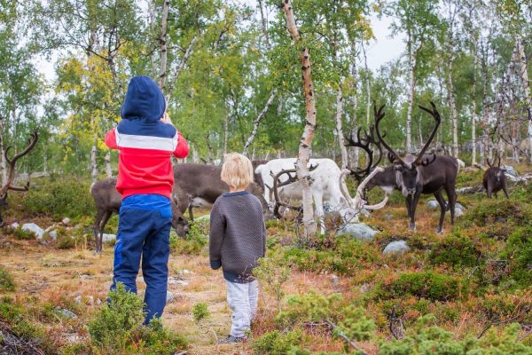 Kinderen dichtbij rendieren in Fins bos