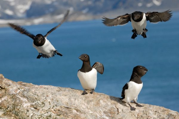 Little Auk, Spitsbergen, May_Rinie van Meurs