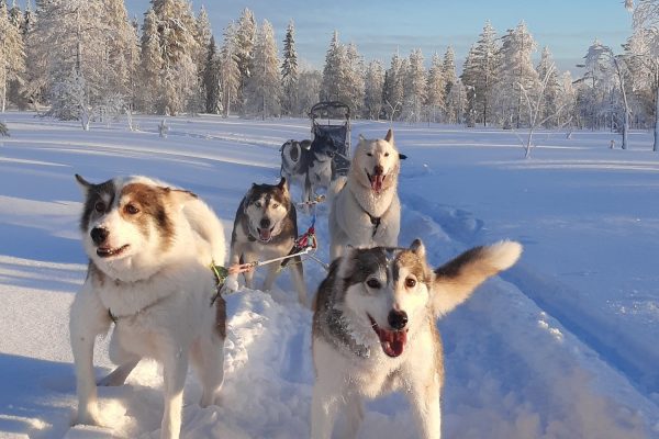 Enthousiaste honden, ingespannen voor de slee bij Nature Point Paljakka, Finland