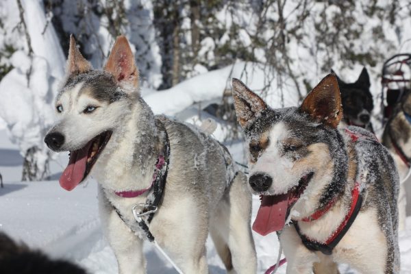 Husky's met besneeuwde snuiten bij Nature Point Paljakka, Finland