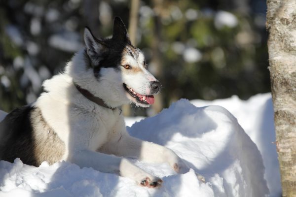 Husky rust uit in het zonnetje bij Nature Point Paljakka, Finland