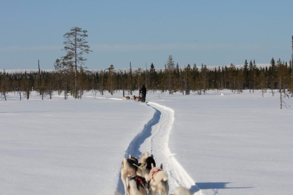 Husky safari over een bevroren meer bij Nature Point Paljakka in Finland