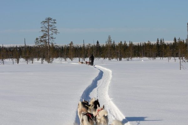Husky safari over een bevroren meer bij Nature Point Paljakka in Finland