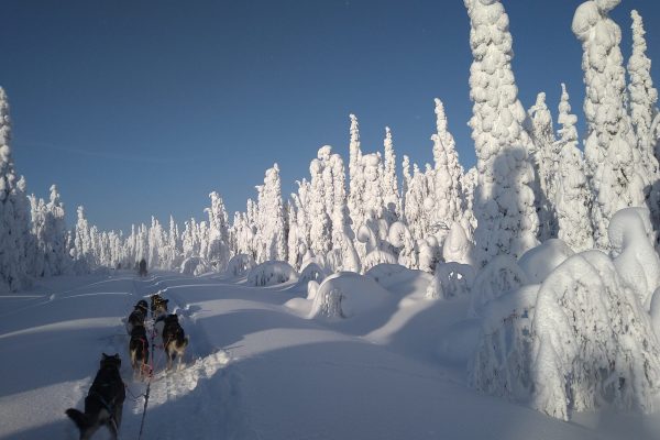 Rennende honden voor de slee bij Nature Point Paljakka, Finland