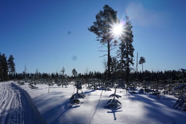 Nordic Lapland Sneeuwlandschap