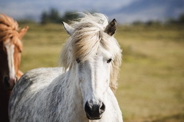 Paarden-dichtbij-IJsland