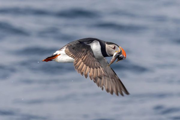 Boven water vliegende papegaaiduiker met vis in zijn snavel