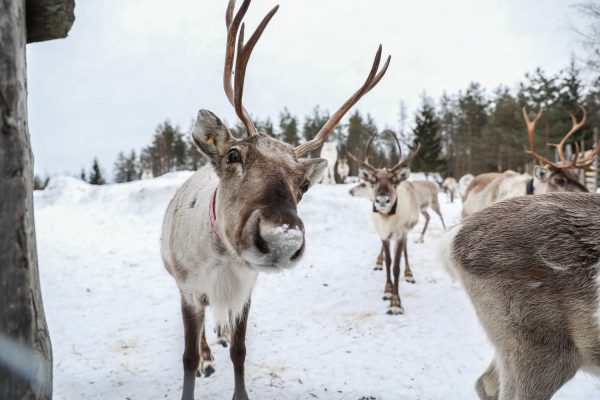 Rendieren activiteit Ukkohalla