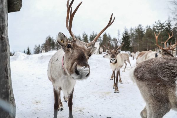 Rendieren activiteit Ukkohalla