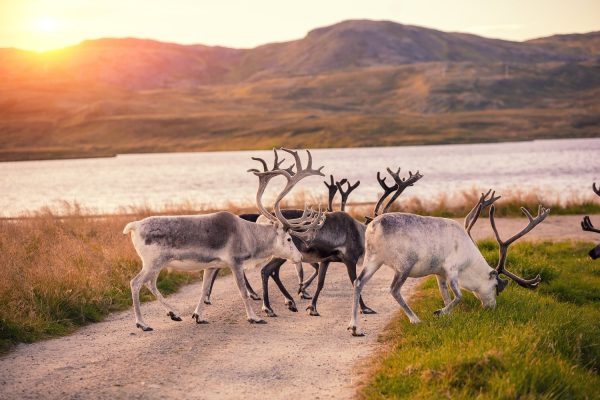 Drie rendieren over een weg in Finland in de zomer