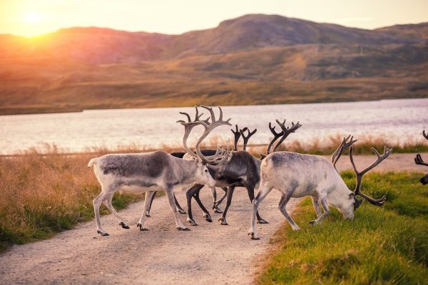Drie rendieren over een weg in Finland in de zomer